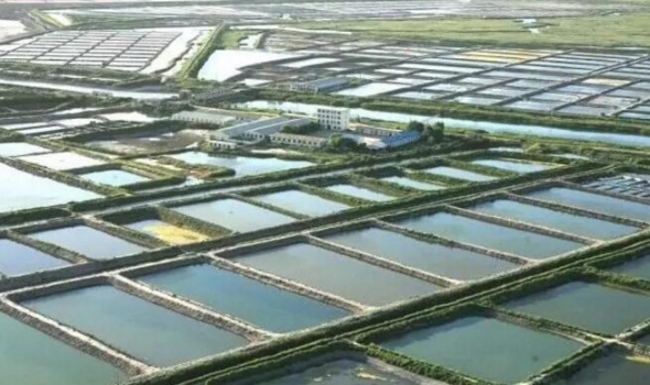 发酵粕类替代鱼粉在水产养殖中的应用