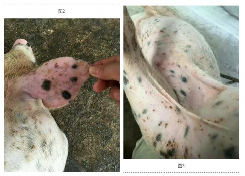 呼吸中的霉菌毒素，猪的霉菌性肺炎
