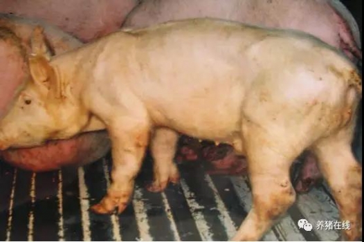 夏季猪场常发病 - 猪附红细胞体病
