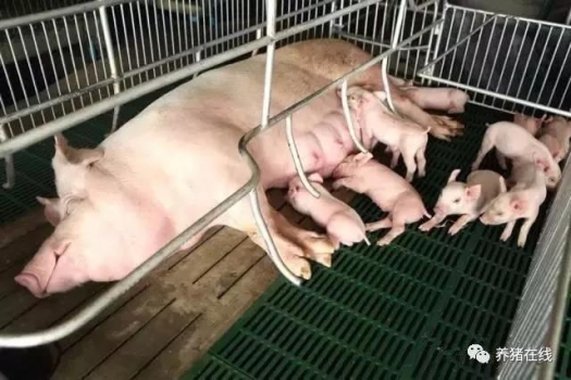 母猪不吃料，你可知道为什么？
