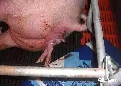 母猪发生难产如何处理