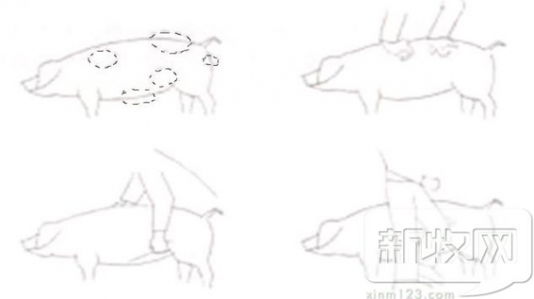 母猪配种效果总不理想？
