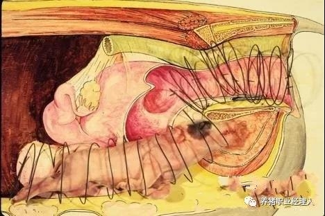 技术控 | 母猪子宫炎发生的原因及防治措施