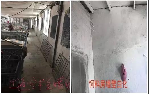 “规模化猪场产房细节管理”标准化操作系列一