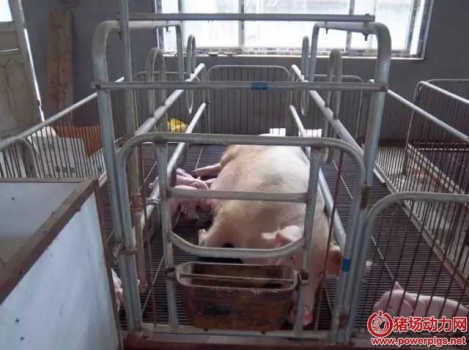 5个方面没有做到位，仔猪被压死概率直线上升