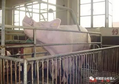 技术控 | 猪前腔静脉采血规范及注意事项