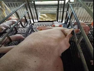 猪场发现丨母猪少吃61.14kg，窝断奶重却高6.36kg，差别在这