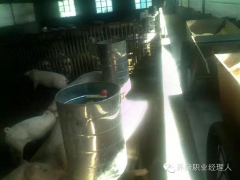 必修课 | 帮助掉队猪赶上大群的五个步骤