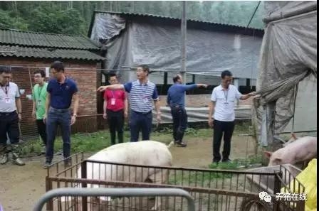 迅猛！环保督查进广东，违规猪场当天被清拆，多省畜禽治污再发力