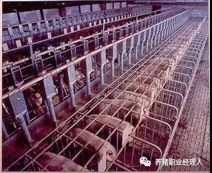 技术前沿 | 规模猪场夏季母猪的饲养管理策略