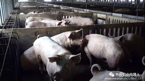 技术控 | 夏季缩短母猪产程的正确做法