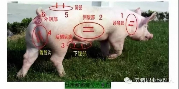 夏季猪场查情配种要点