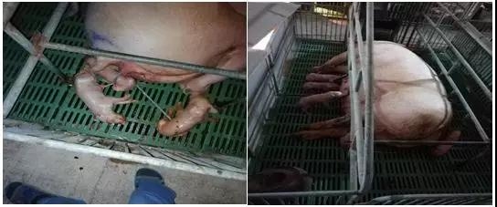 规模猪场实现“高成活率和正品率”标准化操作（一）