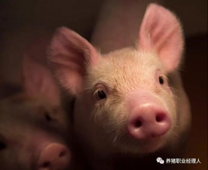 技术控 | 仔猪母源抗体的衰减规律及免疫日龄