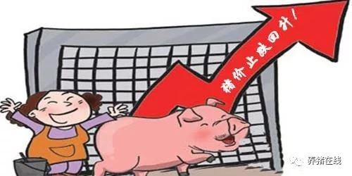 猪价企稳反弹 投资良机恐未至