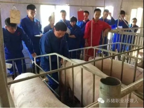 深部输精的标准化操作