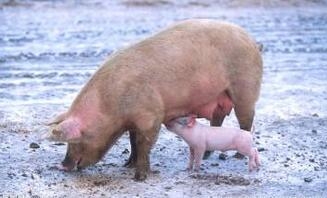 猪皮肤出现红点、斑块你还束手无策？
