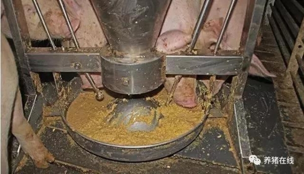 猪场饲料浪费也会间接导致亏损！
