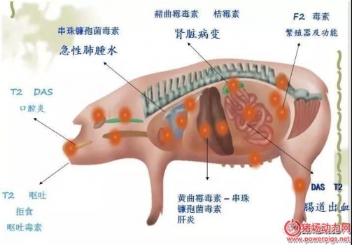 如何知道自己的猪场是否有霉菌毒素危害？