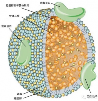 脂类的消化与吸收，看这一篇就够了