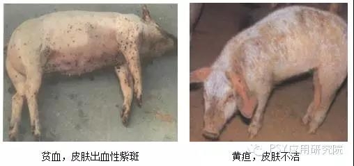本病夏季多发，比猪瘟还可怕！养猪朋友一定要重视！！