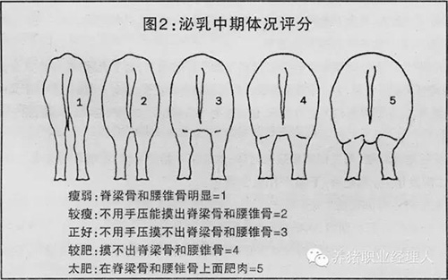 猪场妊娠母猪需要单独饲喂