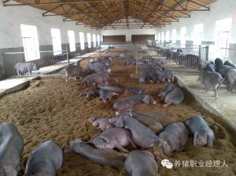 技术控|激素类药品在猪场的正确应用