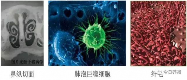 浅谈猪呼吸道的三道防线
