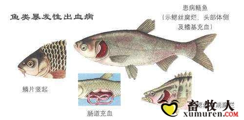 鱼类爆发性出血病.jpg
