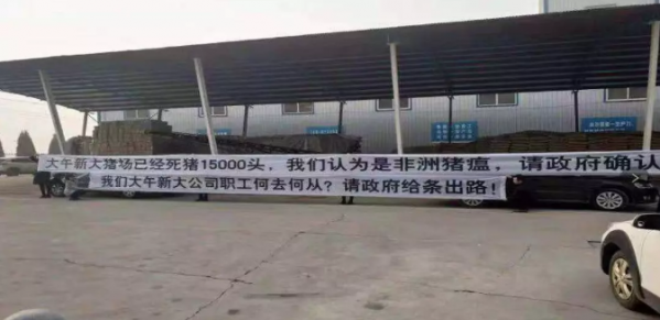 为中国养猪业，献上十计