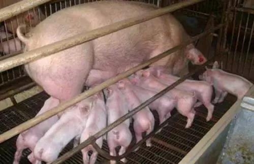 母猪产后无乳少乳，养猪大师教您如何给母猪高效催乳！