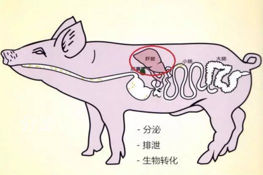 解救母猪肝脏的“挺好”营养方案