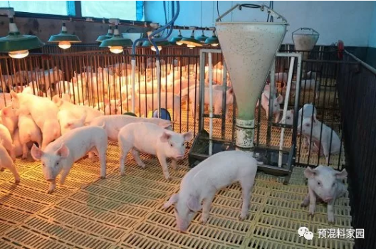 哺乳母猪采食量的重要性