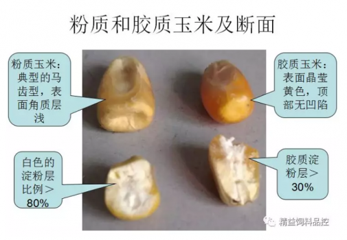 禽料玉米VS猪料玉米的筛选与品控