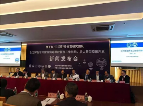 好消息：中国科学家首次“看清”非洲猪瘟病毒