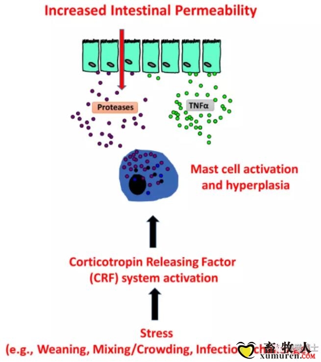mast cell,macrophage 应激造成肠道屏障功能受损的可能机制: crf-mast cell axis.