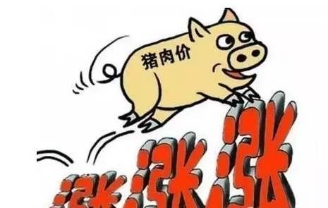 调运受阻屠企备货 全国大部猪价小涨