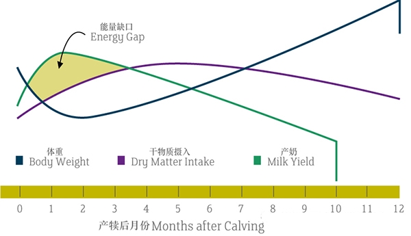 脂肪营养入门第二讲：日粮中的脂肪