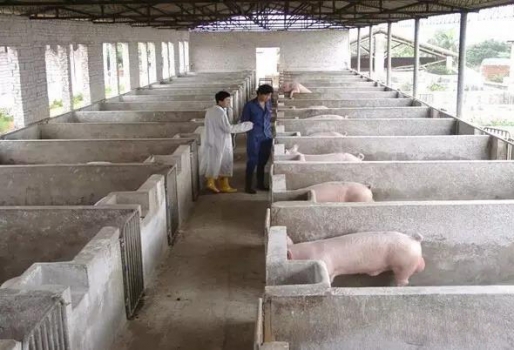 史上最全的母猪饲养方案（内含24个要点，超级实用）