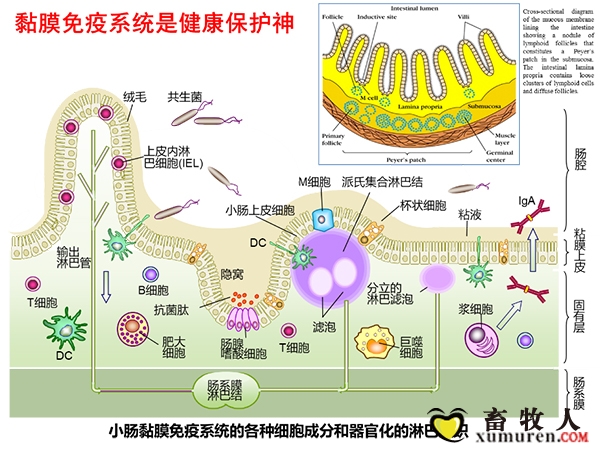肠道屏障"漏洞"引发自身免疫病