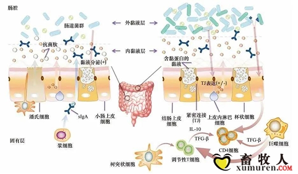 肠道屏障"漏洞"引发自身免疫病