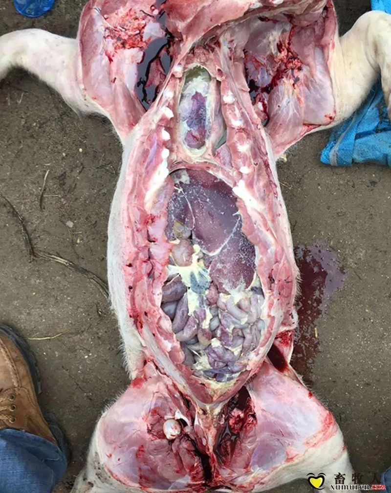 解剖后,内脏有纤维性渗出物,胸腔腹腔有积水