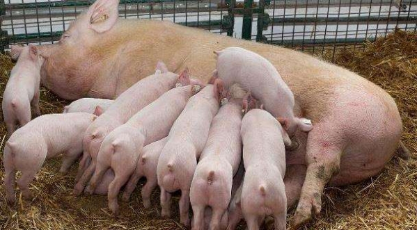 如何保证母猪产后5~7天达到最大采食量