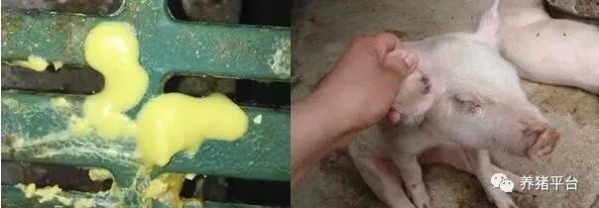 冬季产房仔猪腹泻多发，快看看这几点你做好了吗？