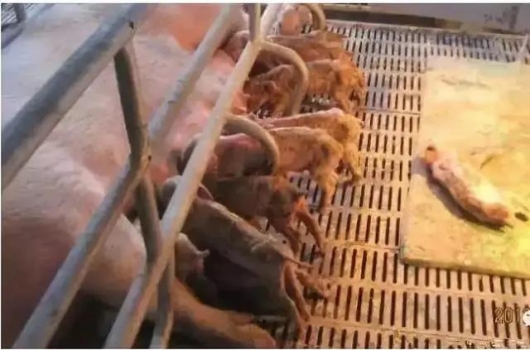 防控仔猪腹泻的5大绝招，养猪人值得收藏！