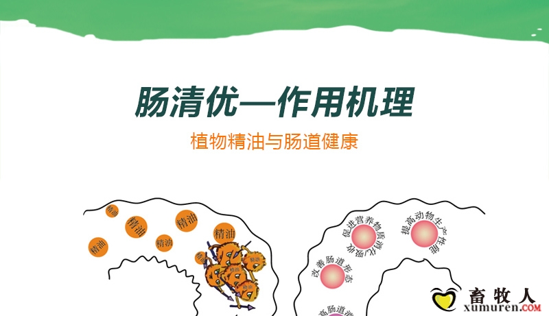 肠清优（麦克表单）_06.jpg