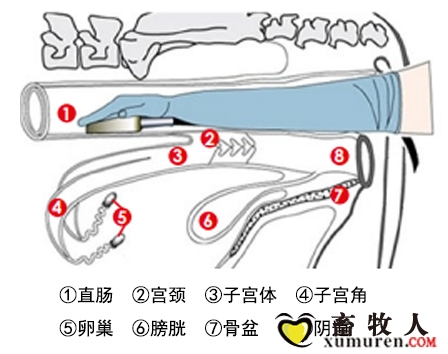 牛直肠检查1.jpg