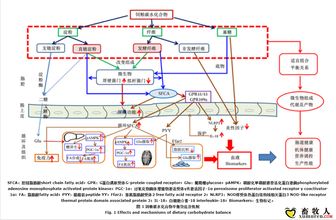 碳水化合物.png