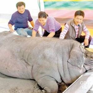 台湾一村民重量级“谢神”买千斤猪敬献（图）
