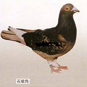 肉鸽品种图与对应发源地